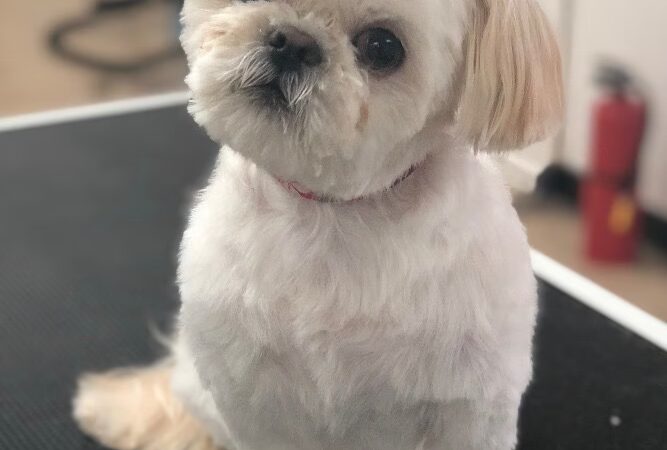 Pawsitive Serenity Grooming LLC - Shrewsbury, PA