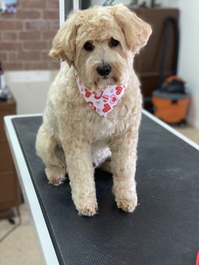 Pawsitive Serenity Grooming LLC - Shrewsbury, PA