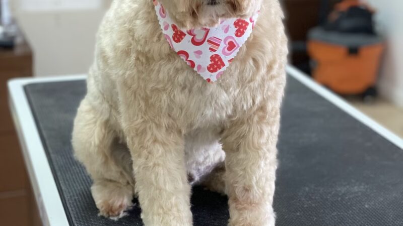 Pawsitive Serenity Grooming LLC - Shrewsbury, PA