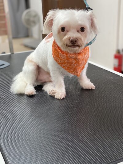 Pawsitive Serenity Grooming LLC - Shrewsbury, PA