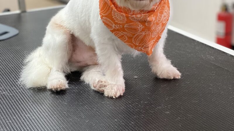 Pawsitive Serenity Grooming LLC - Shrewsbury, PA