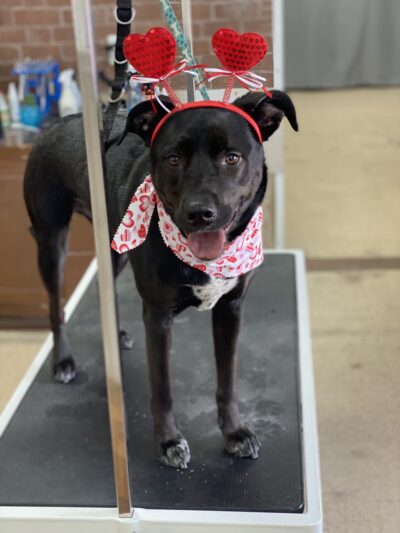 Pawsitive Serenity Grooming LLC - Shrewsbury, PA