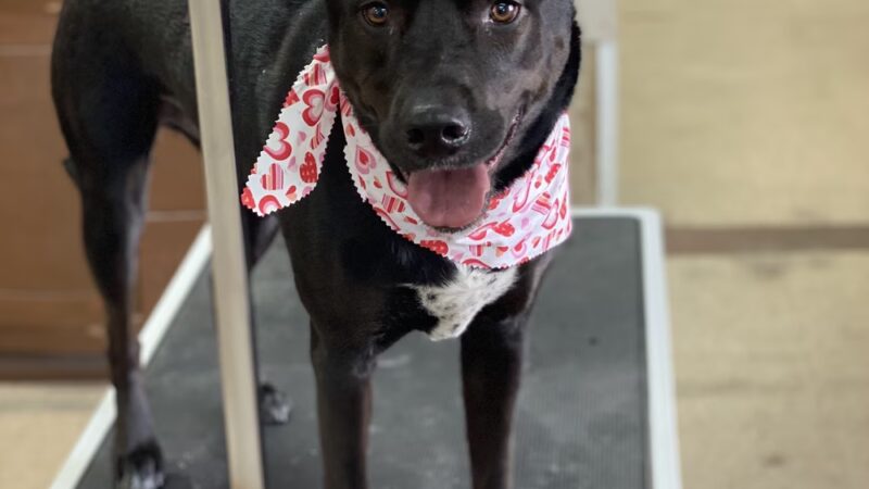 Pawsitive Serenity Grooming LLC - Shrewsbury, PA