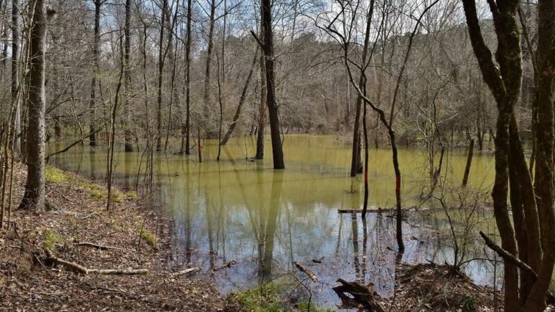 J.C. "Sonny" Gilbert Wildlife Management Area - Sicily Island, LA