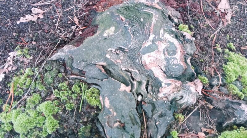 Camden County College Trailhead - Sicklerville, NJ