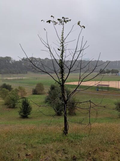 Frank Donio Memorial Fields - Sicklerville, NJ