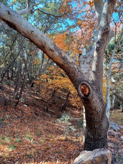 McFadden Park - Sierra Vista, AZ