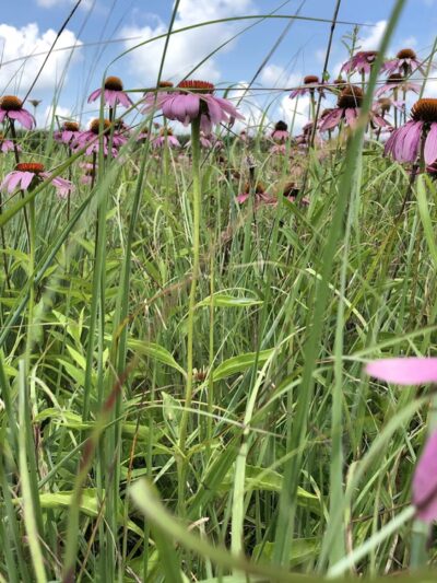Wildwood - ACRES Land Trust - Silver Lake, IN