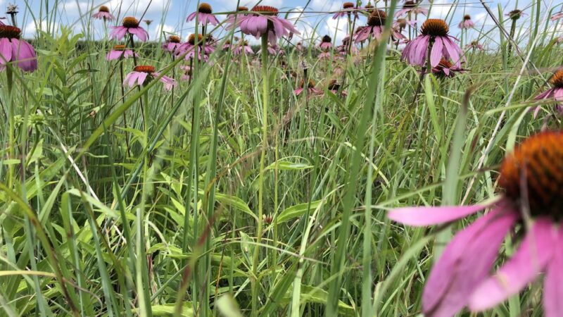 Wildwood - ACRES Land Trust - Silver Lake, IN