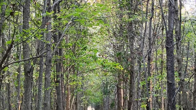 Wildwood - ACRES Land Trust - Silver Lake, IN