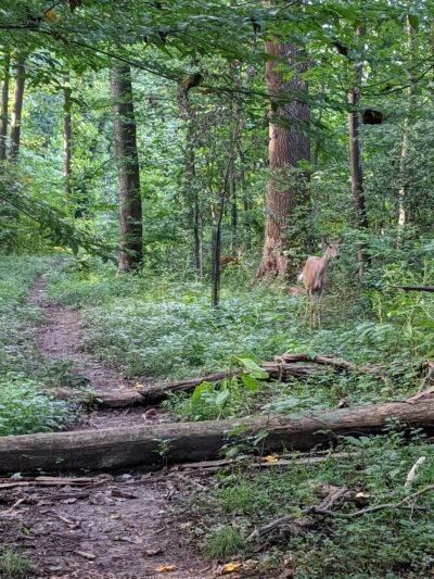 Long Branch Local Park - Silver Spring, MD