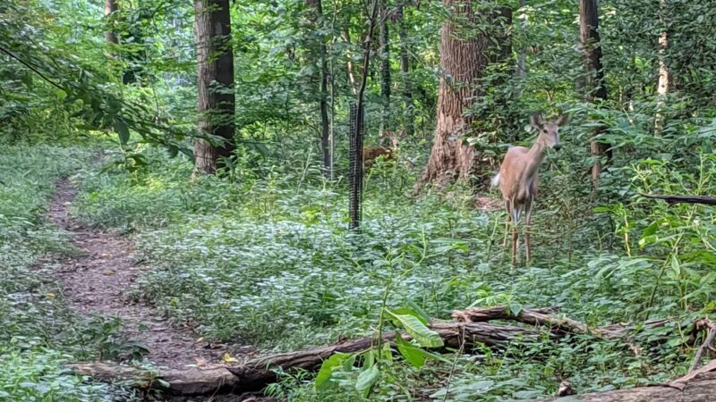 Long Branch Local Park - Silver Spring, MD