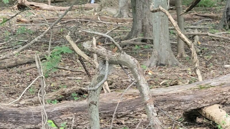 Matthew Henson Trail Park and Parking Area - Silver Spring, MD