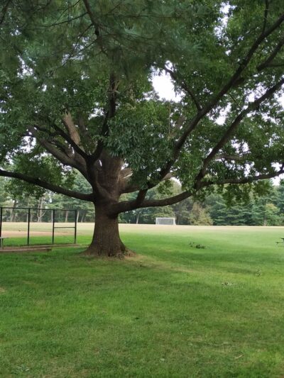 Nolte Local Park - Silver Spring, MD
