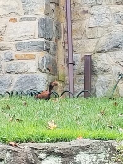 Seven Oaks Neighborhood Park - Silver Spring, MD