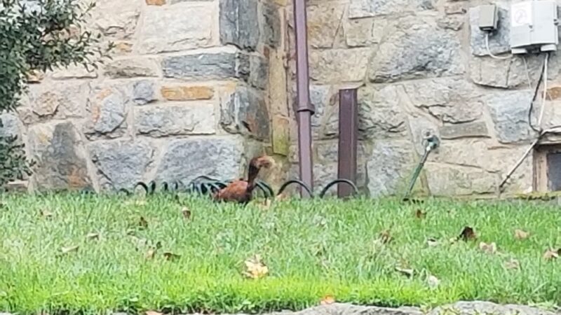 Seven Oaks Neighborhood Park - Silver Spring, MD