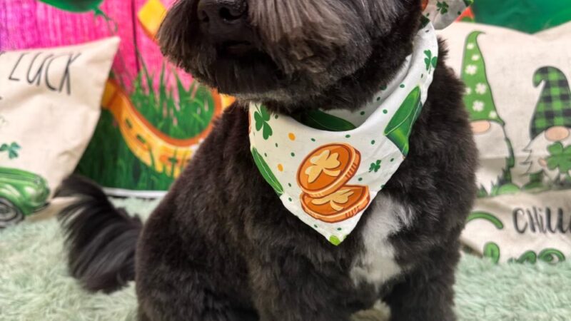 The Dog Stay - Silver Spring, MD