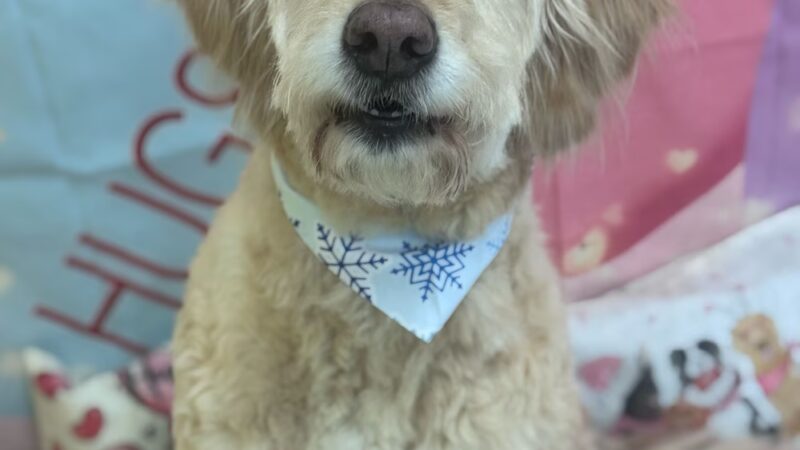The Dog Stay - Silver Spring, MD