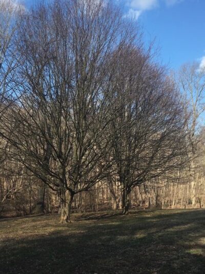 Veirs Mill Local Park - Silver Spring, MD