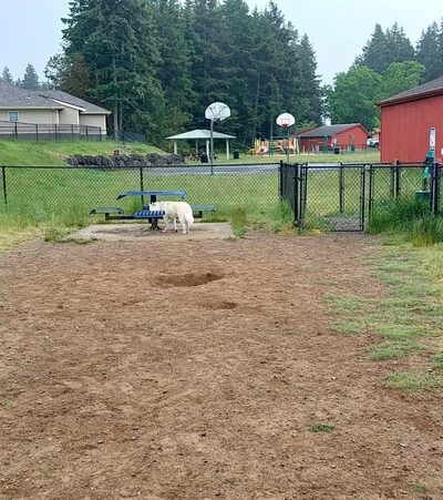 Dog park - Silverdale, WA
