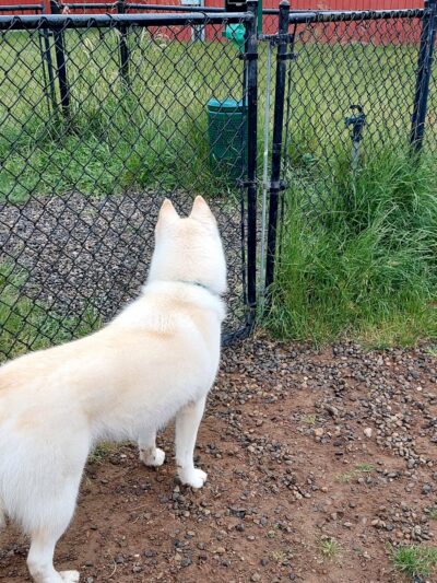 Dog park - Silverdale, WA