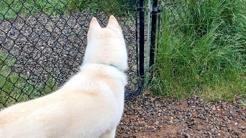 Dog park - Silverdale, WA