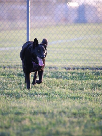 Sioux Center Dog Park - Sioux Center, IA