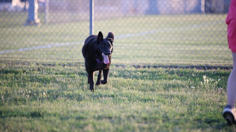 Sioux Center Dog Park - Sioux Center, IA