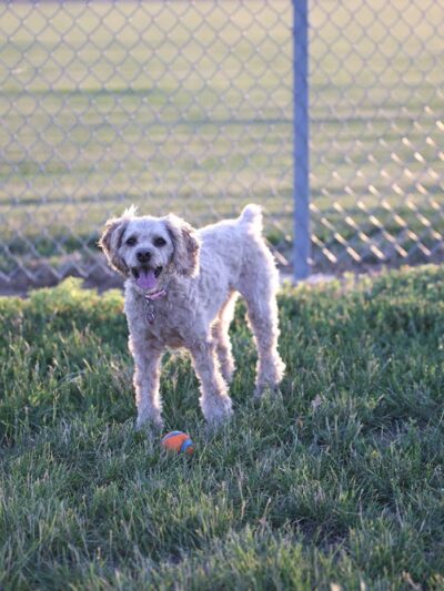 Sioux Center Dog Park - Sioux Center, IA
