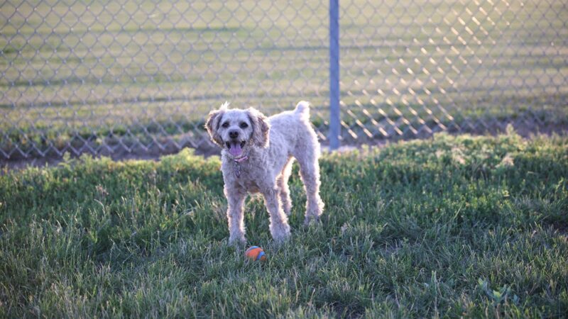 Sioux Center Dog Park - Sioux Center, IA
