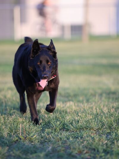 Sioux Center Dog Park - Sioux Center, IA