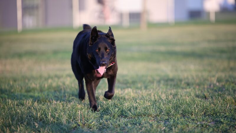 Sioux Center Dog Park - Sioux Center, IA