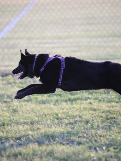 Sioux Center Dog Park - Sioux Center, IA