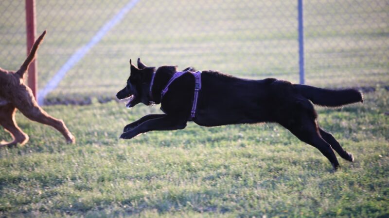 Sioux Center Dog Park - Sioux Center, IA