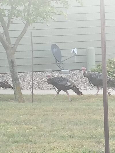 Grandma Moos Park - Sioux City, IA