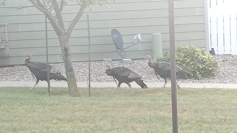 Grandma Moos Park - Sioux City, IA