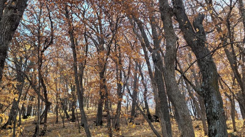 Sica Hollow State Park - Sisseton, SD
