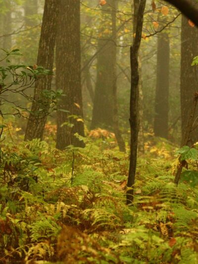 Appalachian Trail - Slatington, PA
