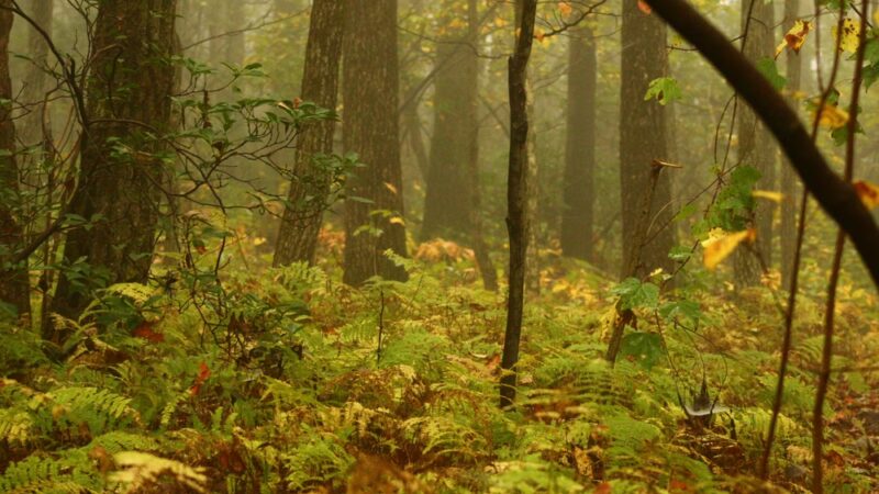 Appalachian Trail - Slatington, PA