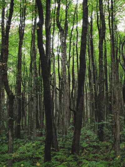 Appalachian Trail - Slatington, PA