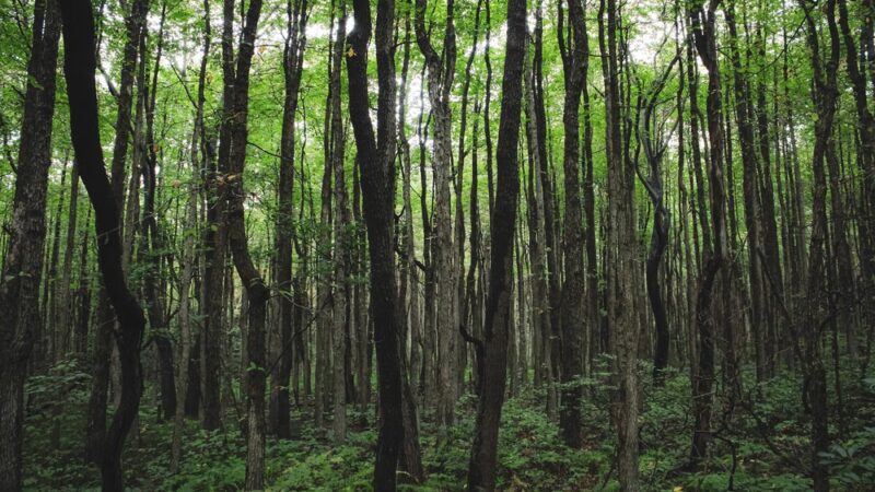 Appalachian Trail - Slatington, PA