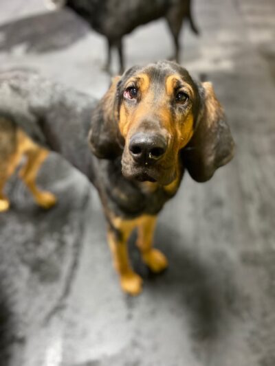 Central Bark Slinger - Slinger, WI