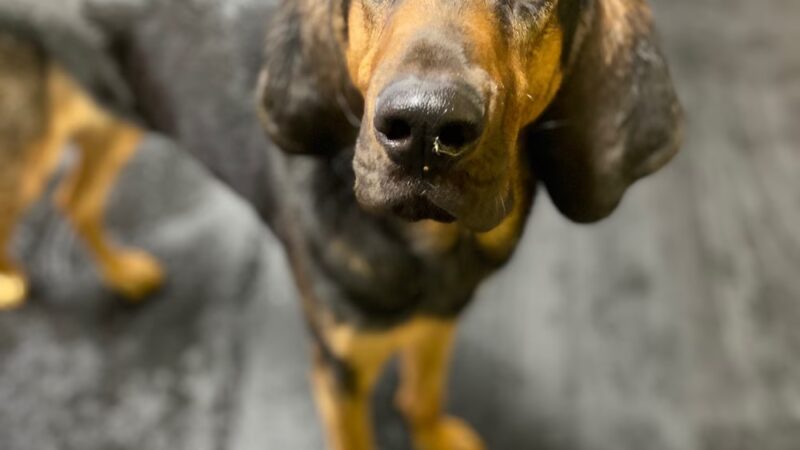 Central Bark Slinger - Slinger, WI