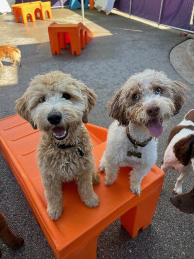 Central Bark Slinger - Slinger, WI