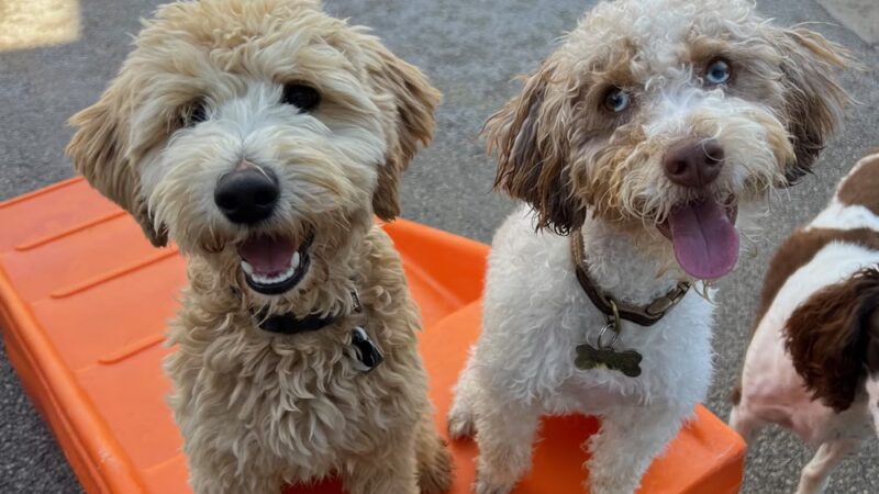 Central Bark Slinger - Slinger, WI