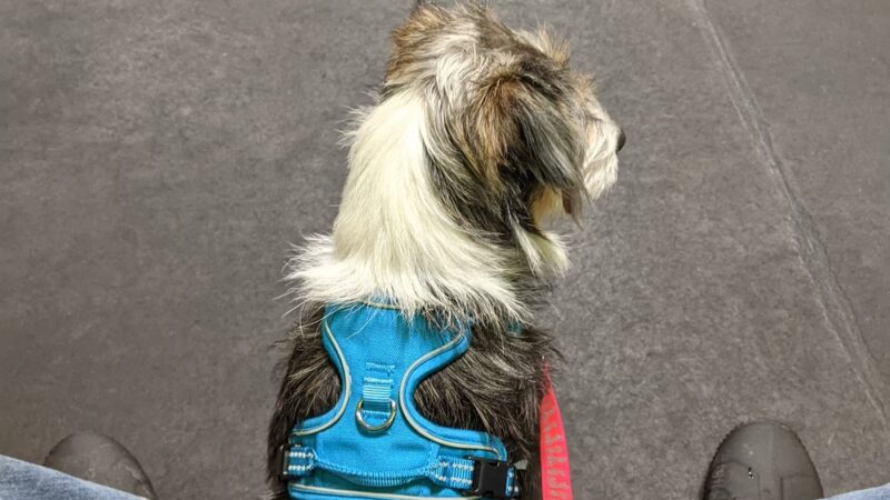 Central Bark Slinger - Slinger, WI