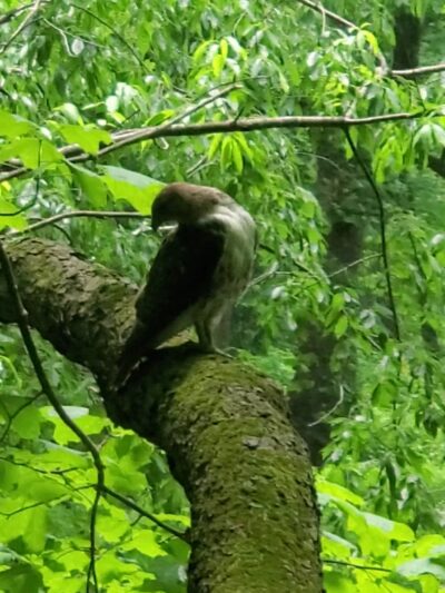 Miller Woods Nature Preserve - Slippery Rock, PA