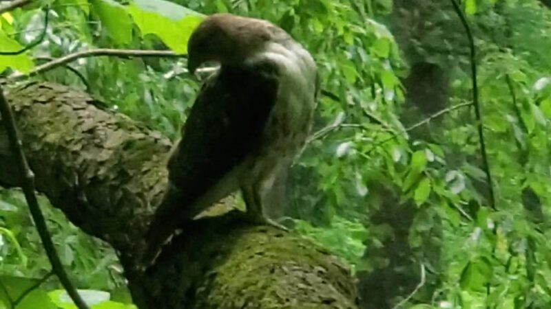 Miller Woods Nature Preserve - Slippery Rock, PA