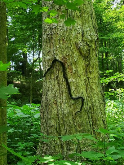 Miller Woods Nature Preserve - Slippery Rock, PA