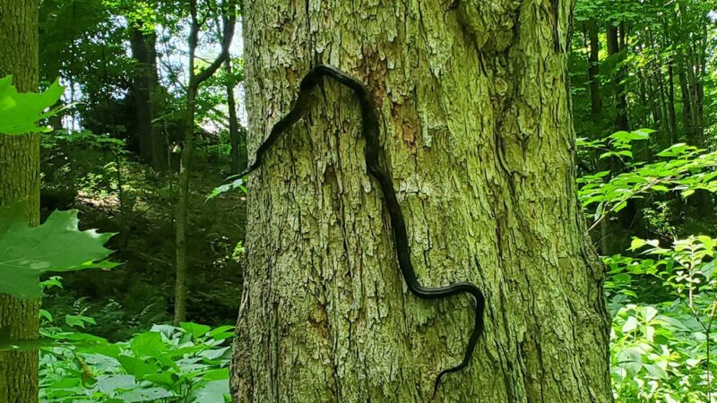 Miller Woods Nature Preserve - Slippery Rock, PA